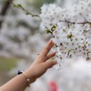 벚꽃길(에덴) 주유소 이미지