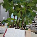 벨리씨모 이미지