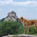 비봉진돗개 이미지