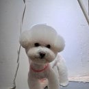 케니애견돌봄센터 이미지