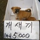 모란시장