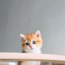 브리티쉬숏헤어 캐터리 이미지