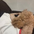 다시사랑받개 이미지