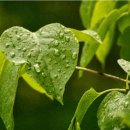 봄비가 내리는 오늘은 봄의 마지막 절기인 곡우(穀雨)날이에요.-신종호- 이미지