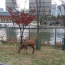 광명사슴농장 이미지