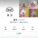 꽃개애견미용 이미지