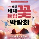 튤립 이미지