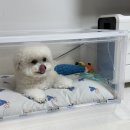 산소 | 비숑프리제 슬개골수술 후 회복하기 좋은 오투맥스프로 강아지산소방대여 후기