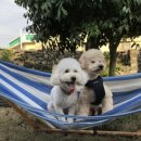 애월류가 이미지