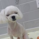 엘케이동물의료센터 이미지