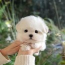 대구환경 | 대구말티즈분양 미유펫대구점 후기 🐾— 깨끗한 환경, 꼼꼼한 관리, 그리고 가족이 된 하얀 천사