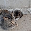 쮸쮸