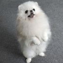 화이트폼 이미지