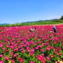 합천군 농업기술센터 | 미리가본 합천 황강변 작약꽃공원 ( 합천 핫들 생태공원 )