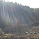 대동농원(염소) 이미지