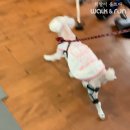 편한보조기 이미지