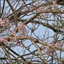 오동나무 이미지