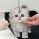 미유펫 강아지고양이 구미점 | 구미고양이분양 미유펫 먼치킨