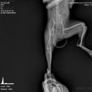 H 동물병원 이미지