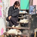 고양이 행복구역 | 영흥도 고양이역 100마리 유기묘 고양이 카페 후기