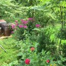 맛있는 춘천닭갈비 이미지