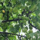 단비농장 이미지