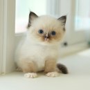 광주강아지분양 고양이분양 미유펫 본점 이미지