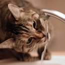 둔산동물병원 이미지