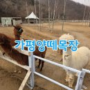 채운목장 | 가평양떼목장 2월 중순 방문 후기, 28개월 아이 무료입장하고 알파카랑 놀아요 🦙