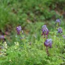 자주괴불주머니 Corydalis incisa (Thunb.) Pers. 이미지