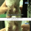 멍멍아 이미지