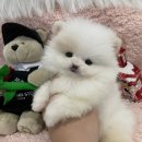 데일리독인천강아지분양