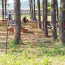 철원 평화마을 서울캠핑장 이미지