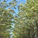 5월 나들이 전주 이팝나무 철길 개방 축제 주말후기 및 주차 정보(+팔복예술공장)