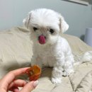 몽쉘포포 이미지