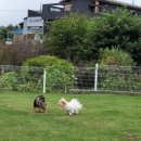 애견카페왕 이미지