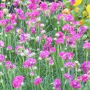 민들레화원 이미지