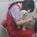 애견종합할인마트 이미지