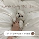 24시 청주이음동물의료센터 | 강아지 닭뼈 먹었을 때 대처방법(말티즈 남아 2.65kg), 24시청주이음동물의료센터 후기