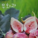 김갑종농장 | 꽃을 먹는 과일, 무화과