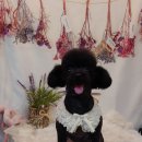 살랑살랑 펫미용 이미지