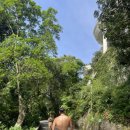 족팡매야 이미지