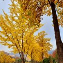 정부과천청사 은행나무길 이미지