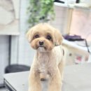 강실장펫살롱 이미지