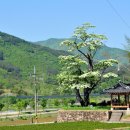 순천-36호 이미지
