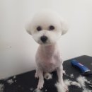 신촌애견미용실 이미지