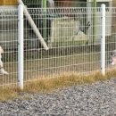 당당이 애견 이미지