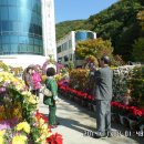 만덕 안락교회 국화축제1 이미지