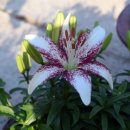 연서 카네이션 이미지