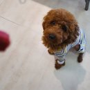 멍멍이PC 이미지